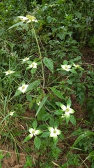 Euphorbia schiedeana