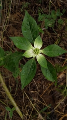 Euphorbia schiedeana