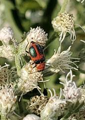 Collops quadrimaculatus