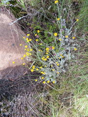 Helichrysum anomalum
