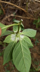Euphorbia schiedeana