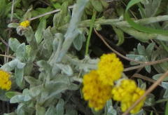 Helichrysum anomalum