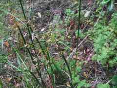 Cyperus longus longus