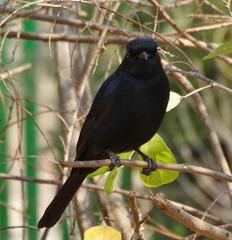 Melaenornis pammelaina ater