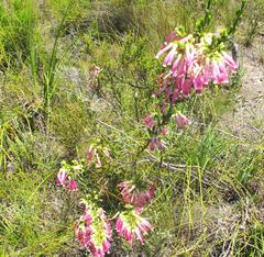 Erica diaphana