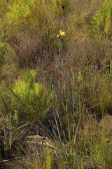 Bobartia macrospatha macrospatha