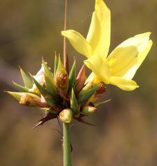 Bobartia macrospatha macrospatha