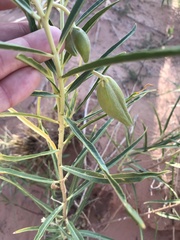Asclepias labriformis