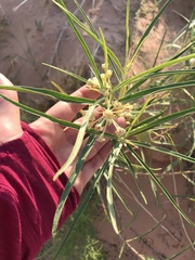 Asclepias labriformis