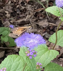 Atalopedes campestris