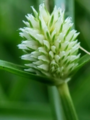 Cyperus brevifolius