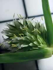Cyperus brevifolius