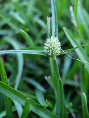 Cyperus brevifolius