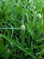 Cyperus brevifolius