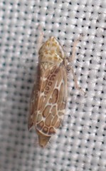 Errastunus ocellaris