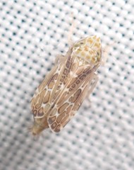 Errastunus ocellaris