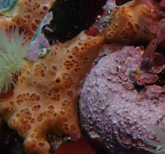 Phorbas ferrugineus