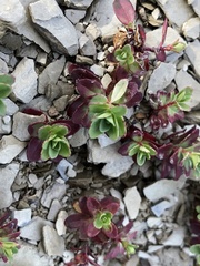 Epilobium nankotaizanense