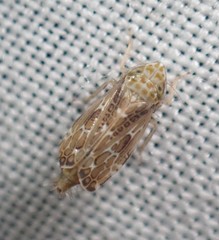 Errastunus ocellaris