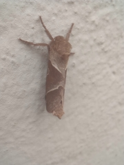 Triodia sylvina