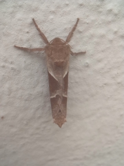 Triodia sylvina