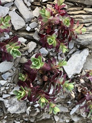Epilobium nankotaizanense