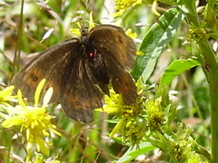 Erebia euryale