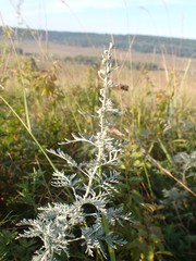 Artemisia messerschmidtiana
