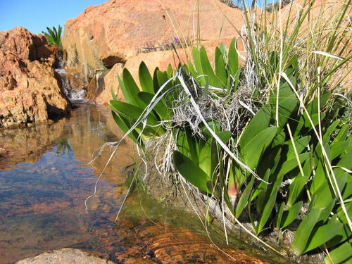 Granite Bloodlily (Haemanthus graniticus)