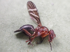 Tritoxa cuneata