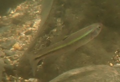 Clinostomus funduloides