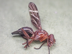 Tritoxa cuneata