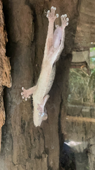 Uroplatus henkeli