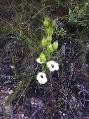 Melasma scabrum scabrum