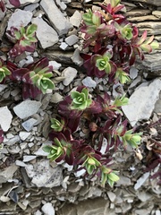 Epilobium nankotaizanense