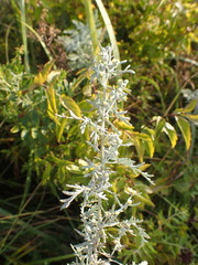 Artemisia messerschmidtiana