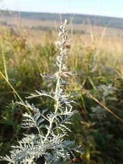 Artemisia messerschmidtiana
