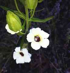 Melasma scabrum scabrum