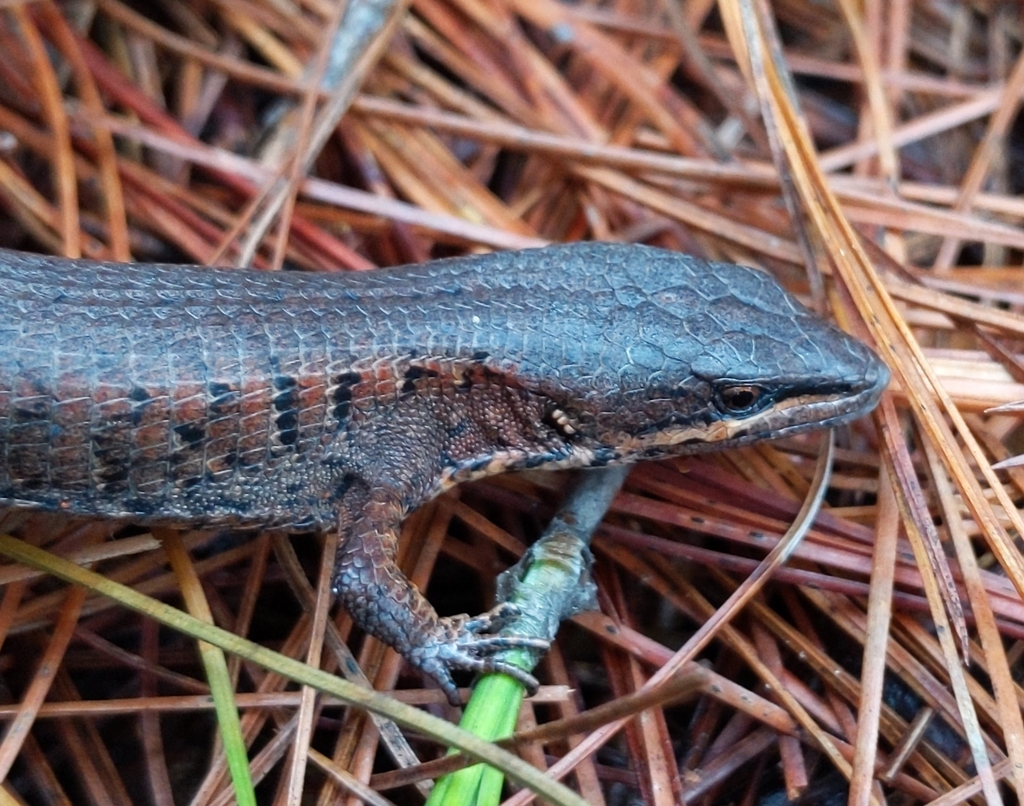 Abronia gadovii levigata