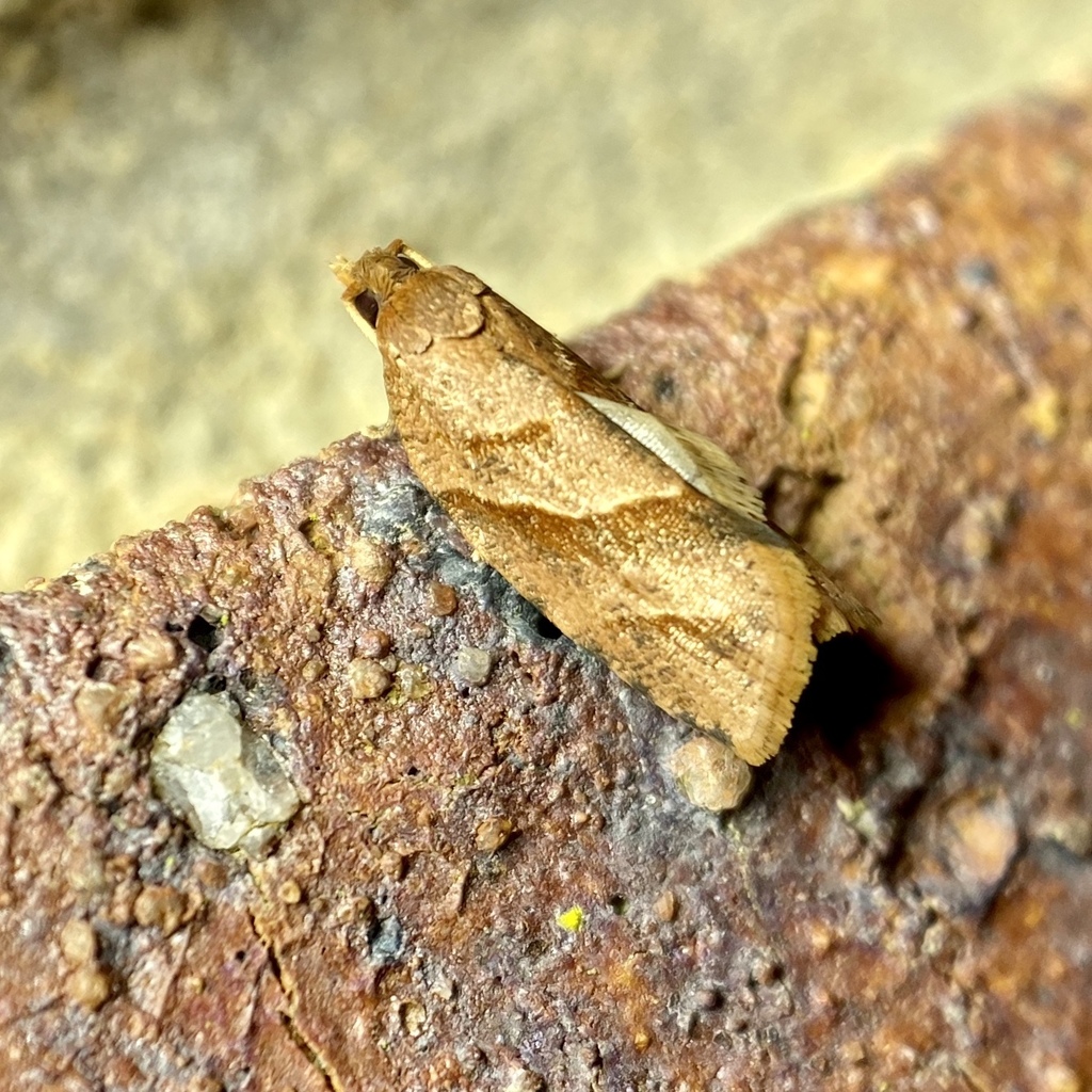Capua paraloxa
