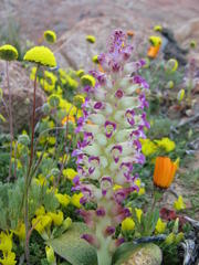 Lachenalia carnosa