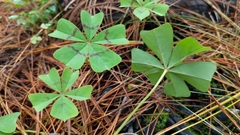 Oxalis nelsonii