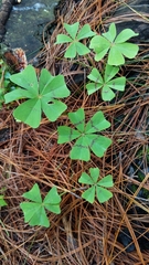 Oxalis nelsonii
