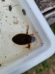 Dytiscus dimidiatus