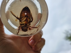 Dytiscus dimidiatus