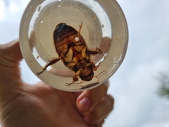 Dytiscus dimidiatus