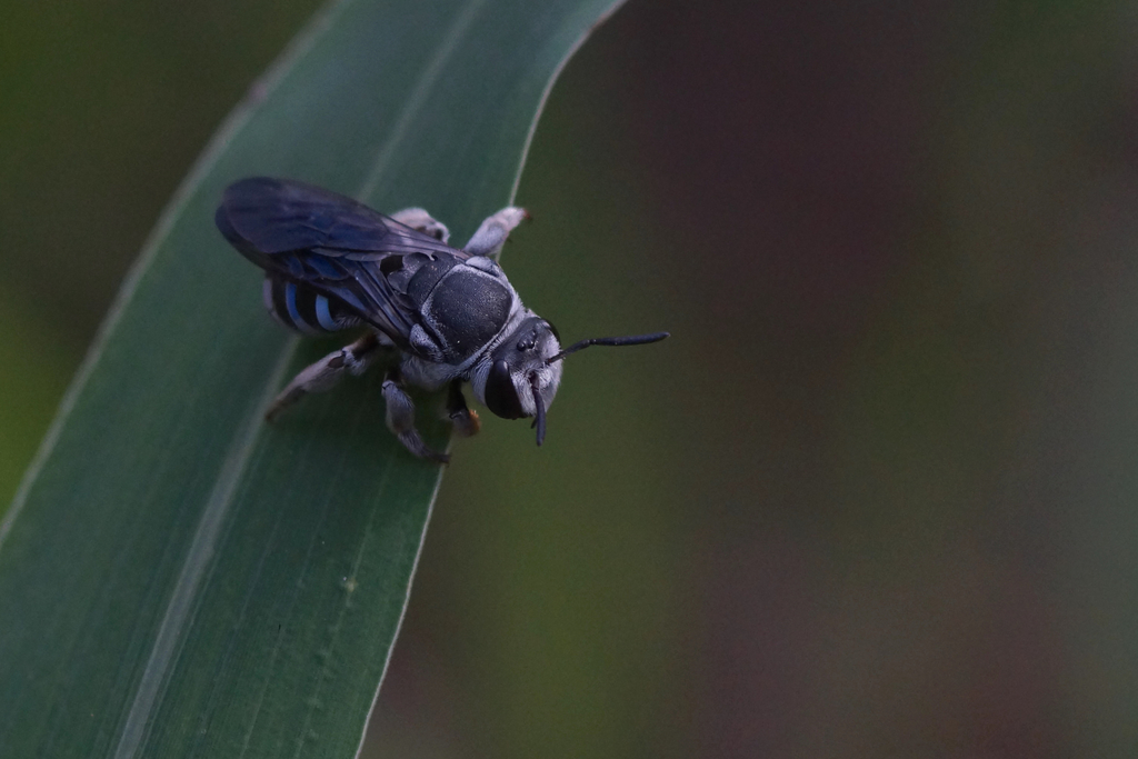 Nomia amabilis