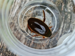 Dytiscus dimidiatus