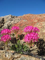 Pelargonium incrassatum