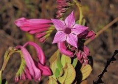 Spigelia sellowiana